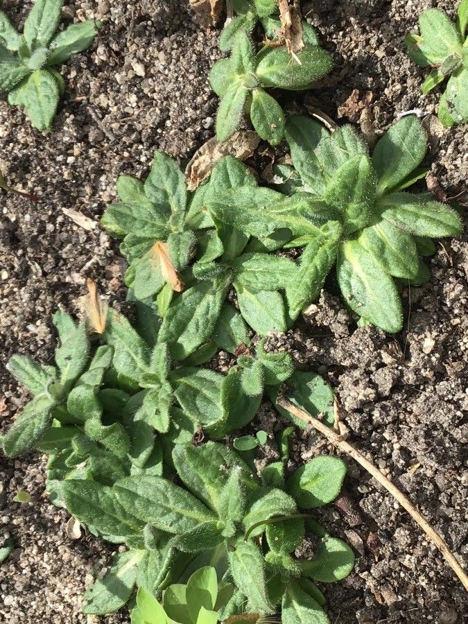 Pulicaria dysenterica — houseplant care guide