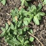 Pulicaria dysenterica