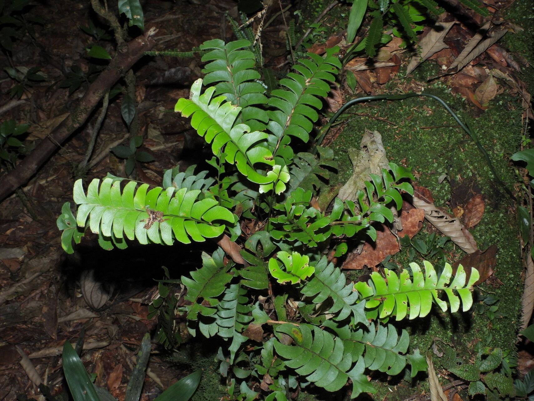Lindsaea falcata habit