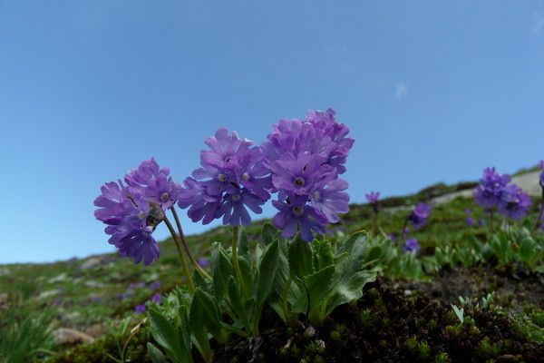 Primula glutinosa habit