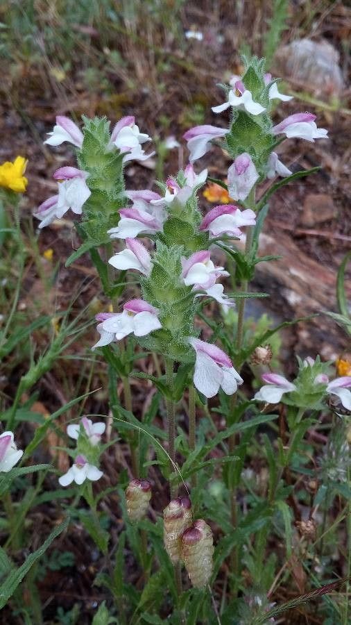 Bellardia trixago habit