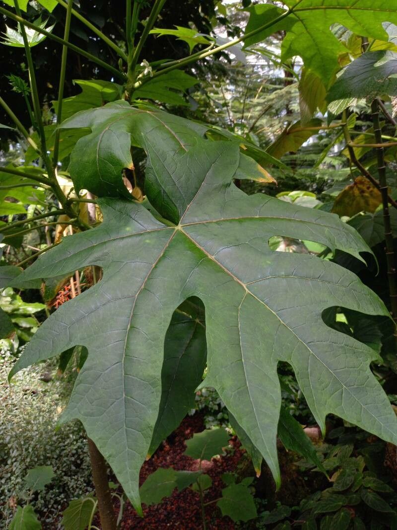 Vasconcellea cauliflora — related species from the same genus