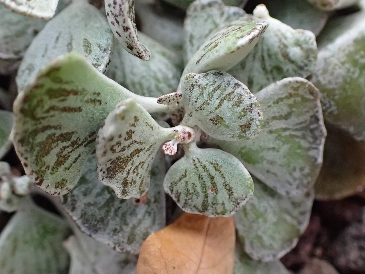 Kalanchoe rhombopilosa fruit