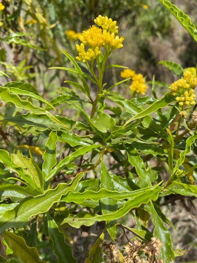 Psiadia punctulata leaf