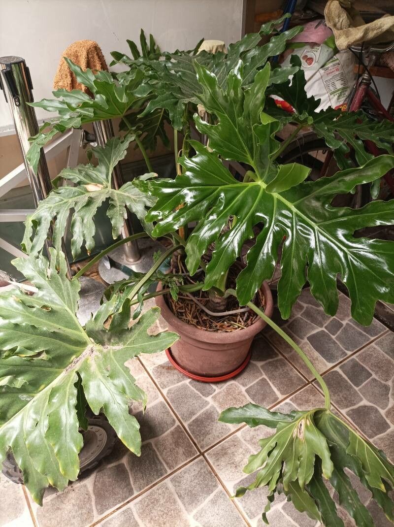 Thaumatophyllum bipinnatifidum flower