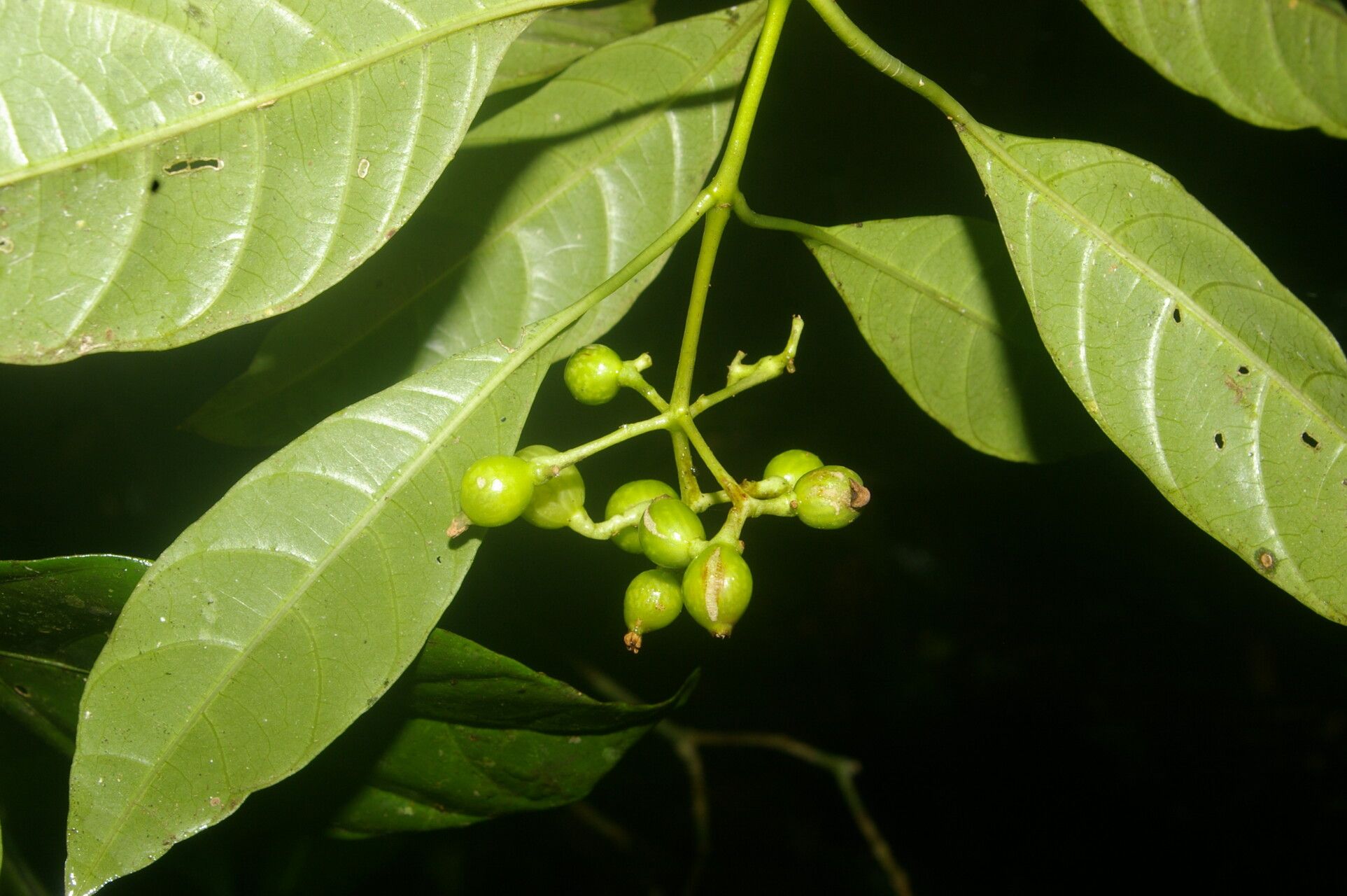 Palicourea eurycarpa fruit