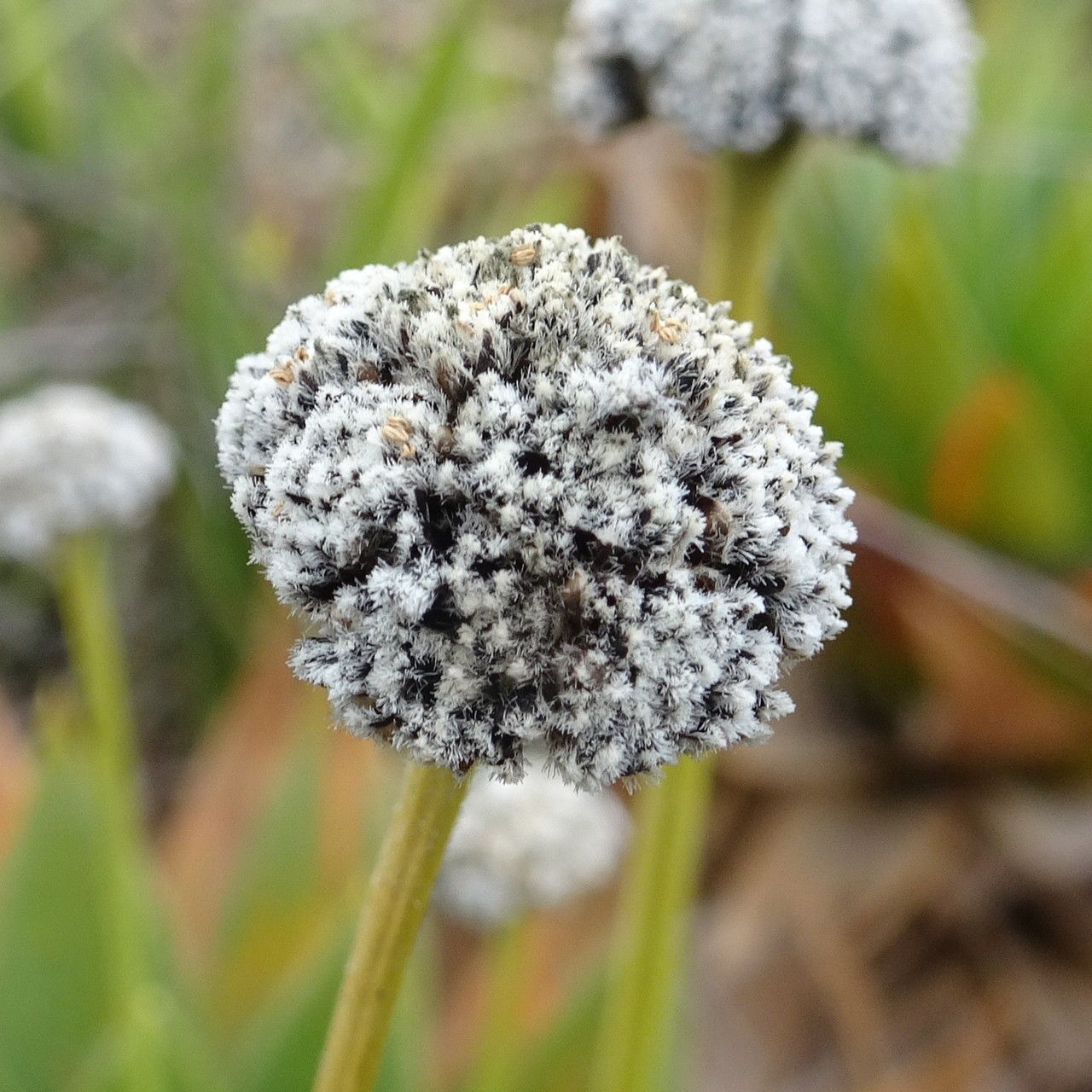 Paepalanthus alpinus flower