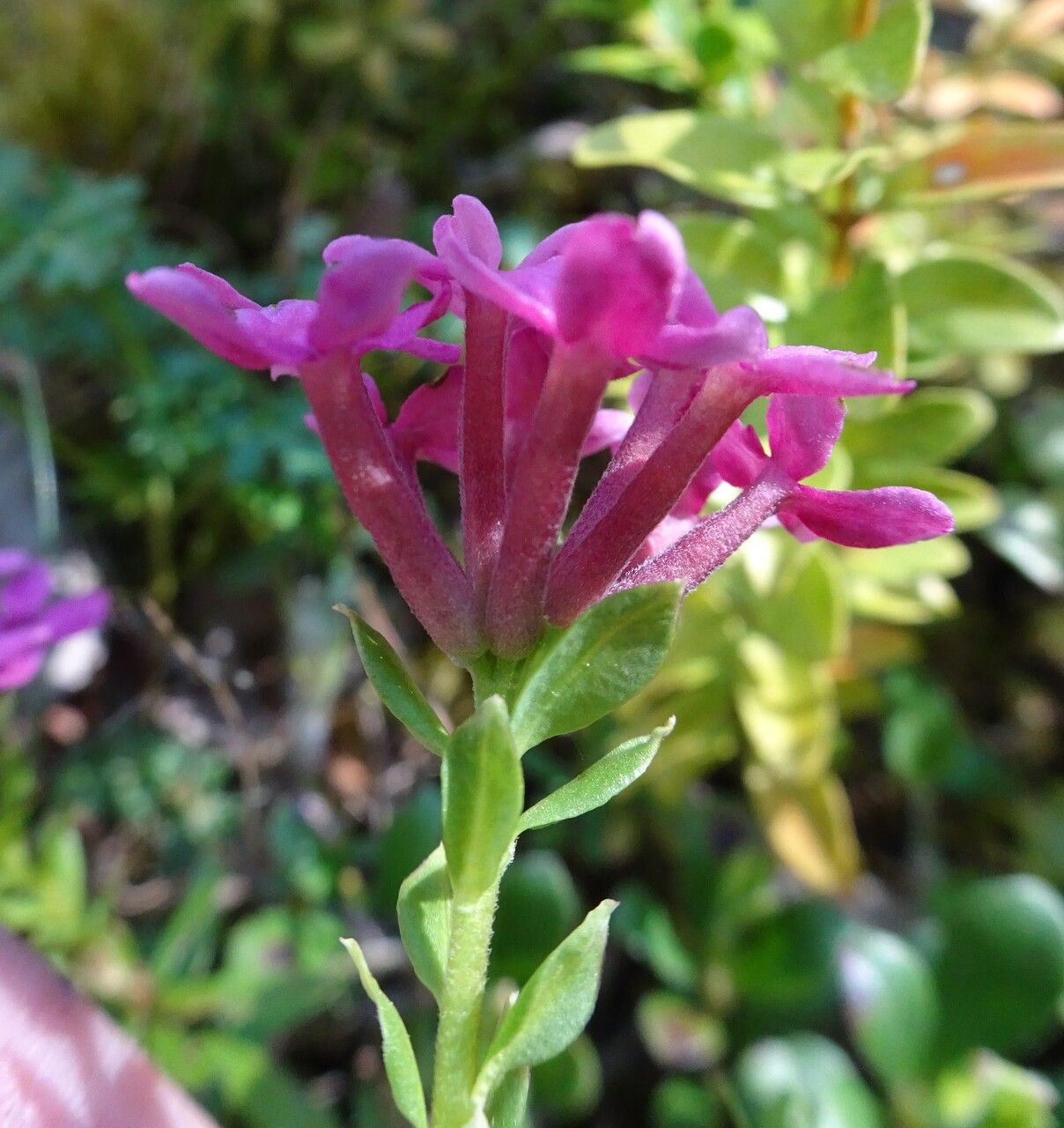Daphne cneorum flower