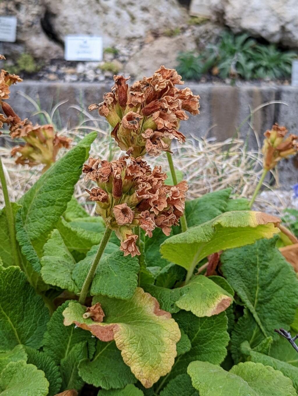 Primula forrestii fruit