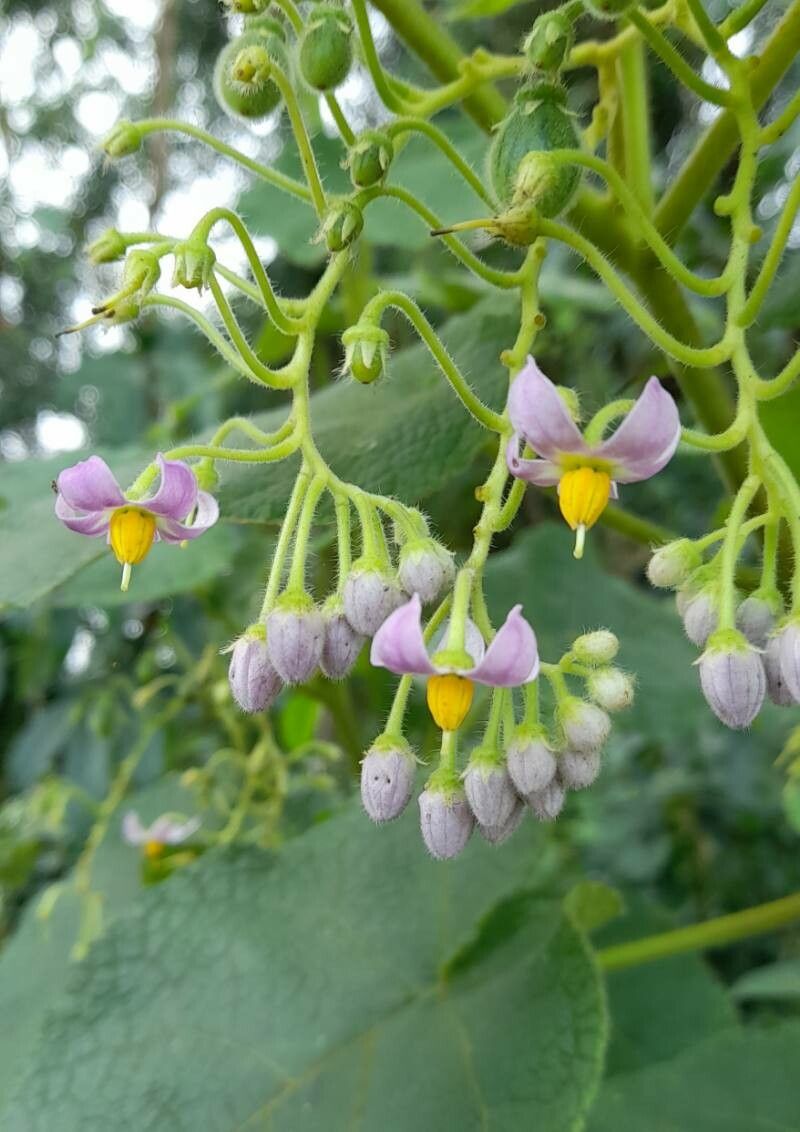 Solanum corymbiflorum flower