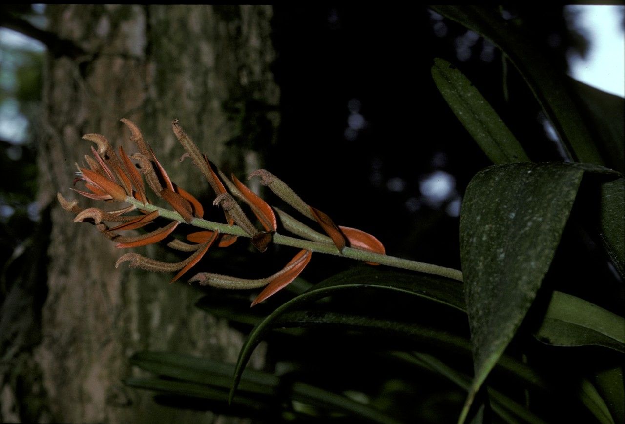 Thelasis micrantha flower