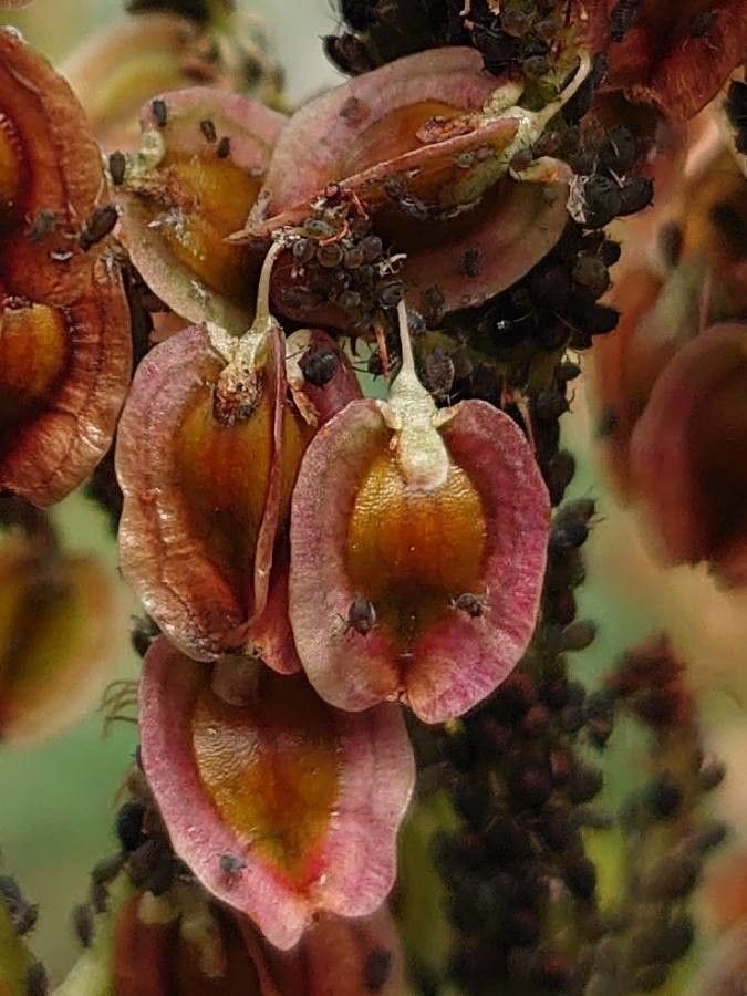 Rheum rhaponticum flower