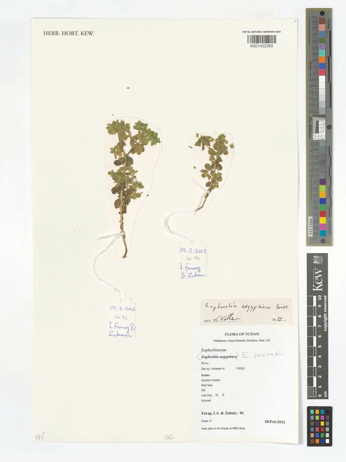 Euphorbia forskaolii — houseplant care guide