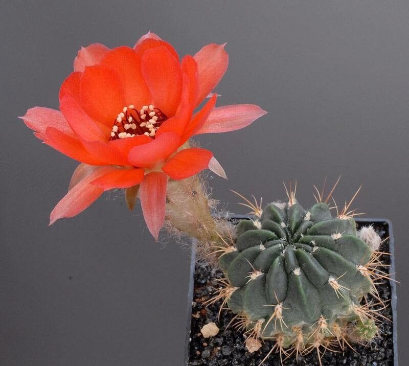 Chamaecereus schreiteri — related species from the same genus