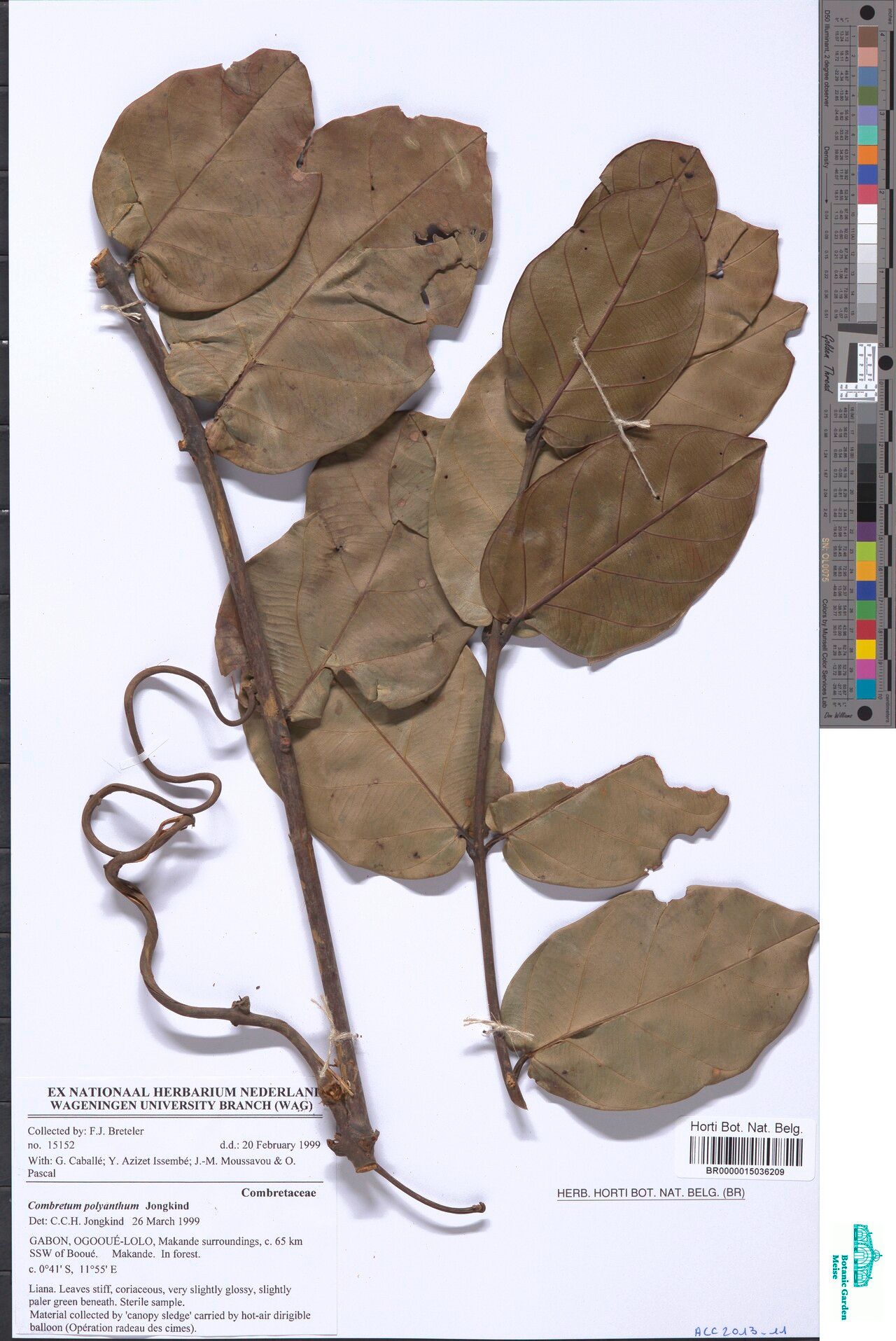 Combretum polyanthum — houseplant care guide