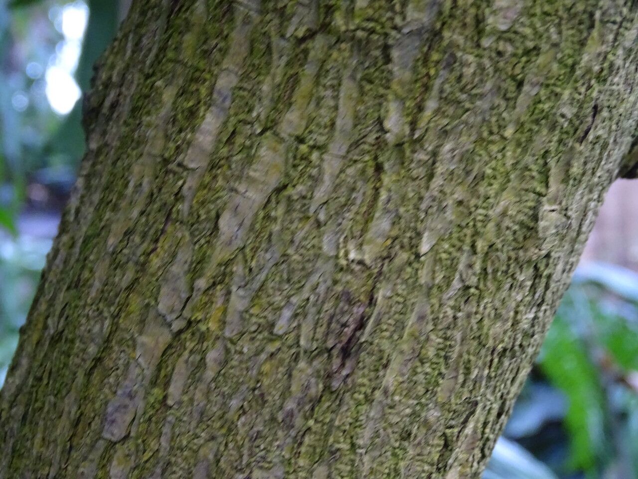 Meryta denhamii bark