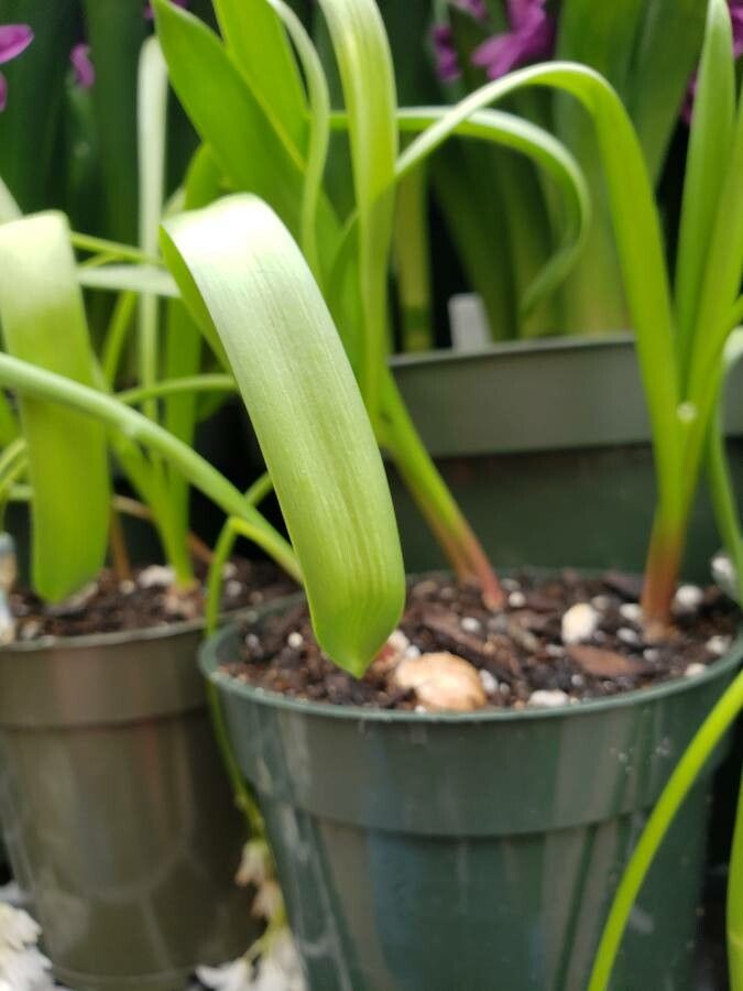 Puschkinia scilloides