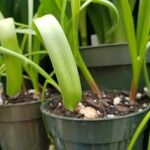 Puschkinia scilloides