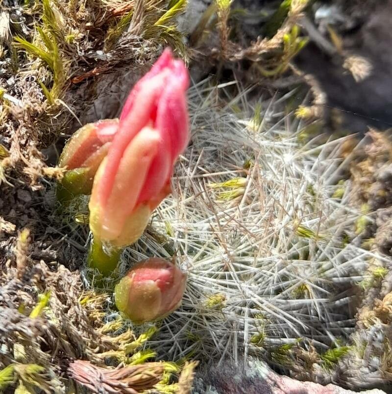 Aylostera fiebrigii habit