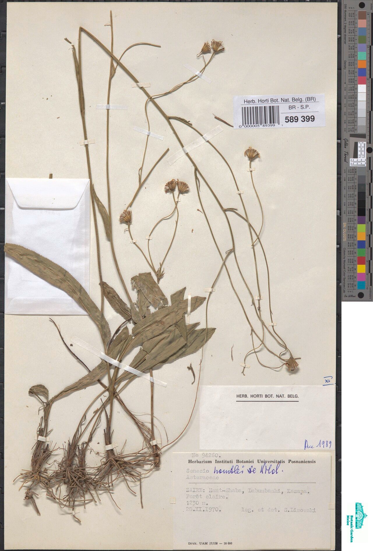 Emilia homblei — houseplant care guide