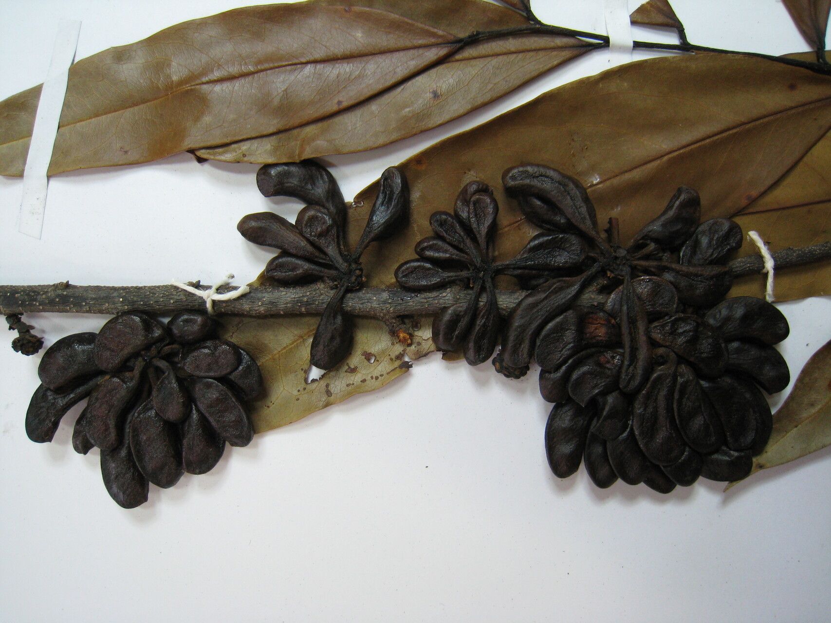 Xylopia cayennensis — houseplant care guide