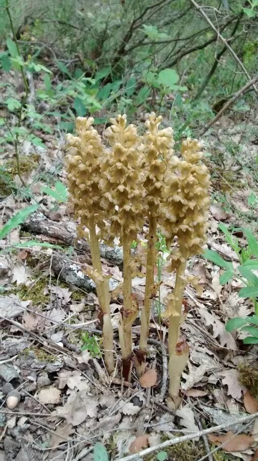Neottia nidus-avis flower