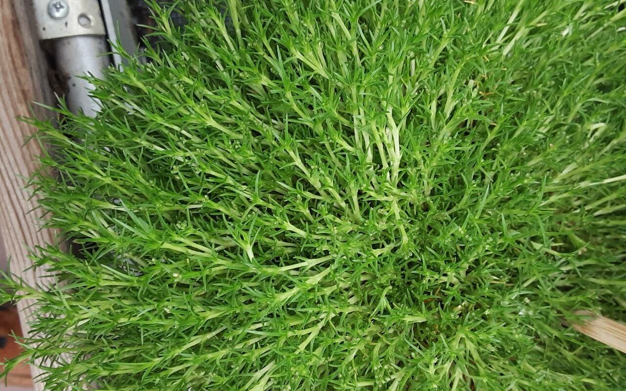 Scleranthus uncinatus leaf