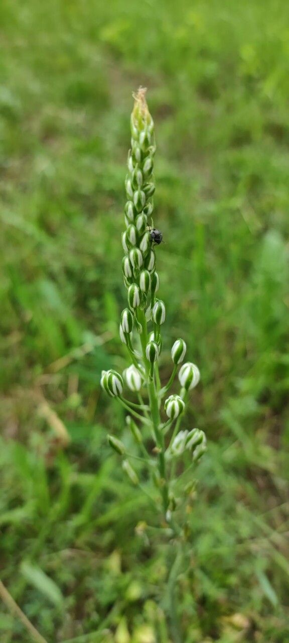 Ornithogalum sphaerocarpum — search result for 'Ornithogalum'