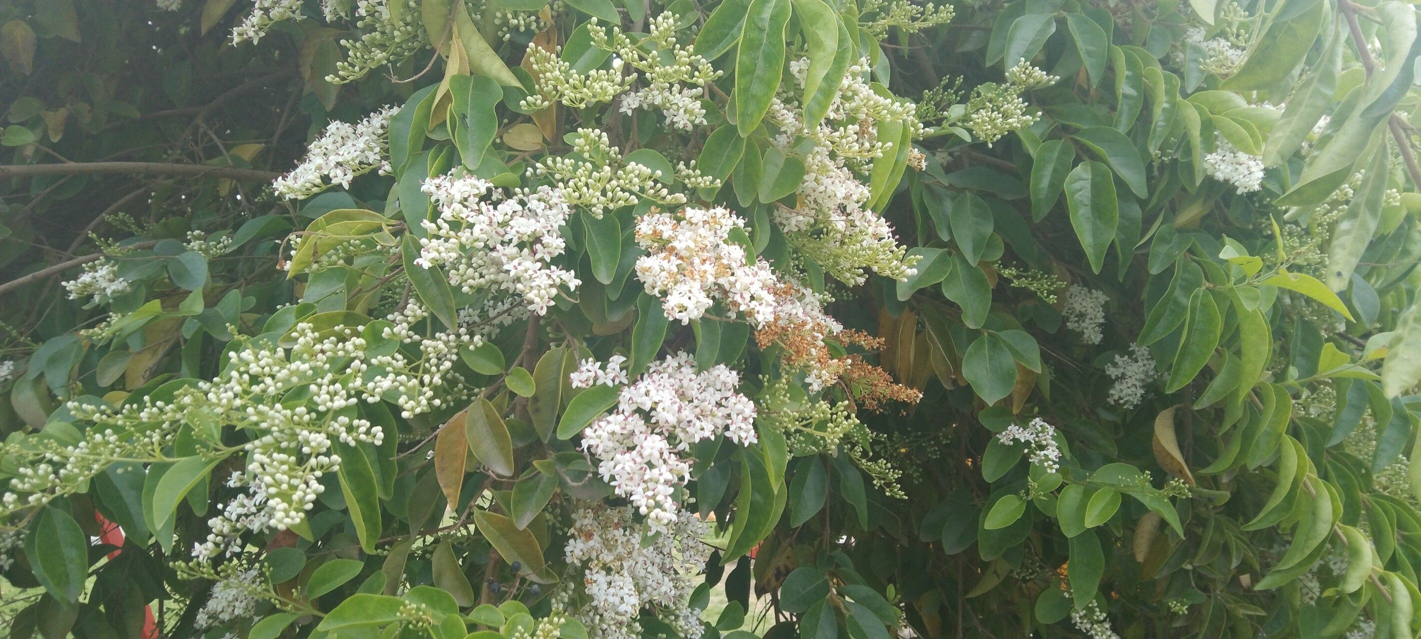 Ehretia tinifolia leaf