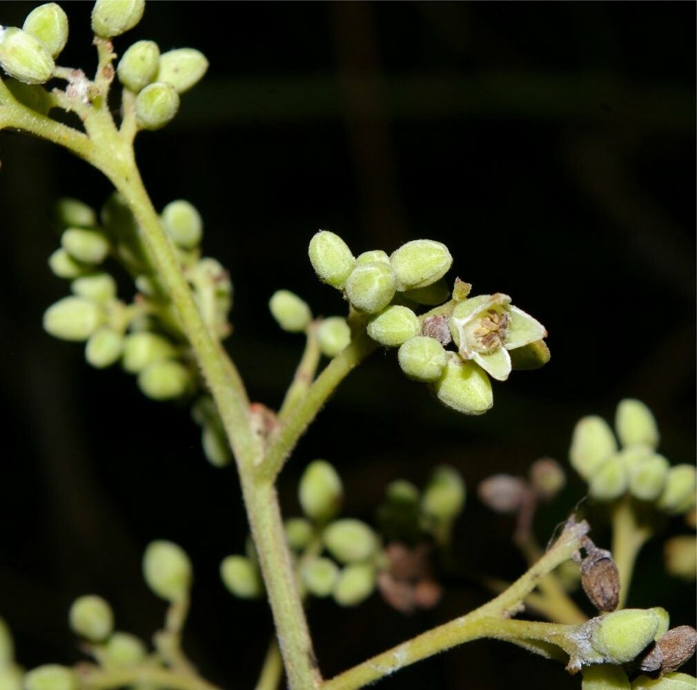 Trichilia solitudinis — houseplant care guide