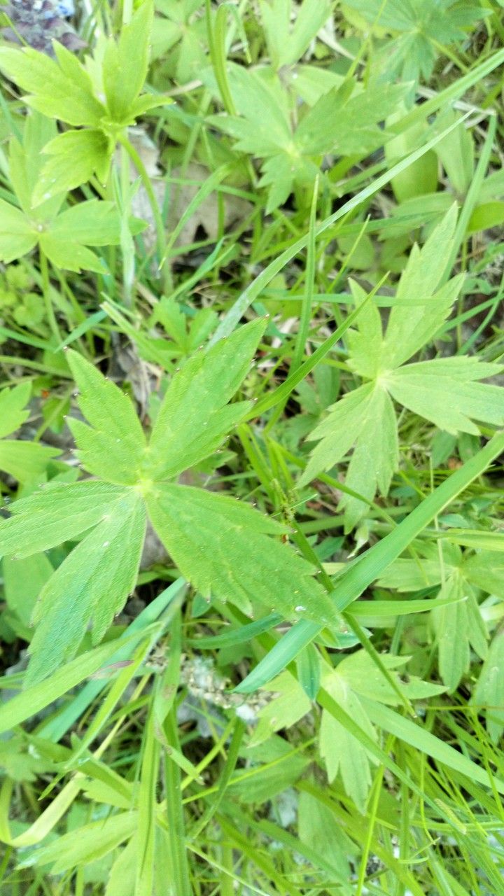 Ranunculus aduncus leaf