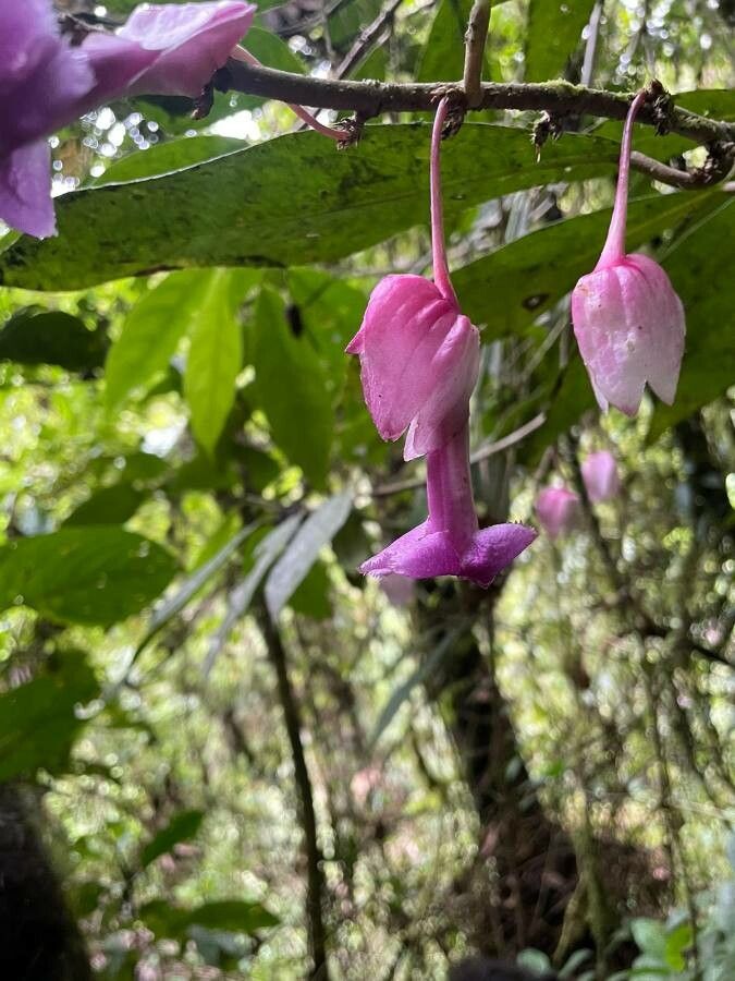 Drymonia conchocalyx flower