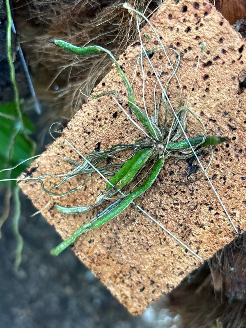 Chiloschista lunifera — related species from the same genus
