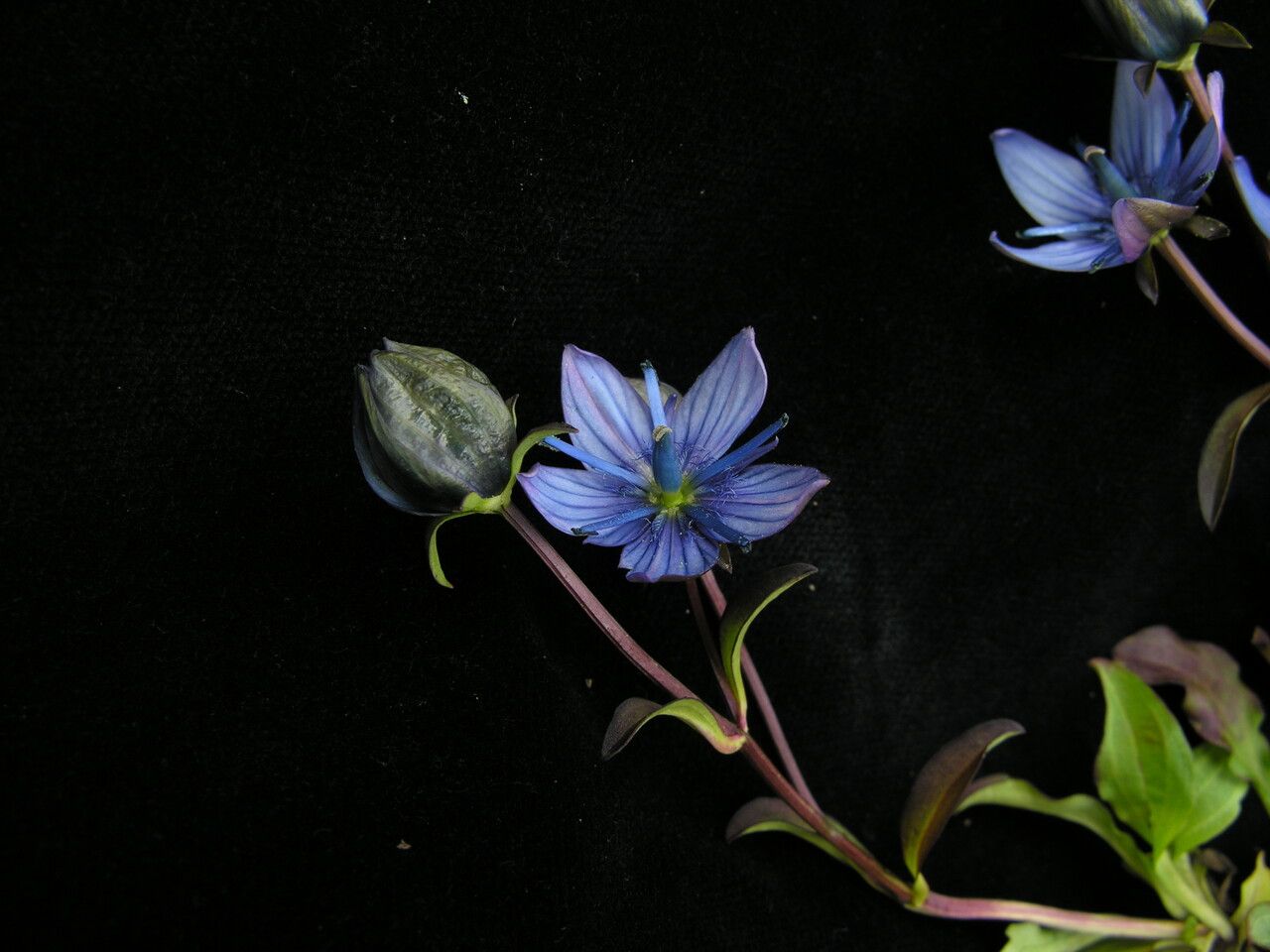 Swertia cuneata flower