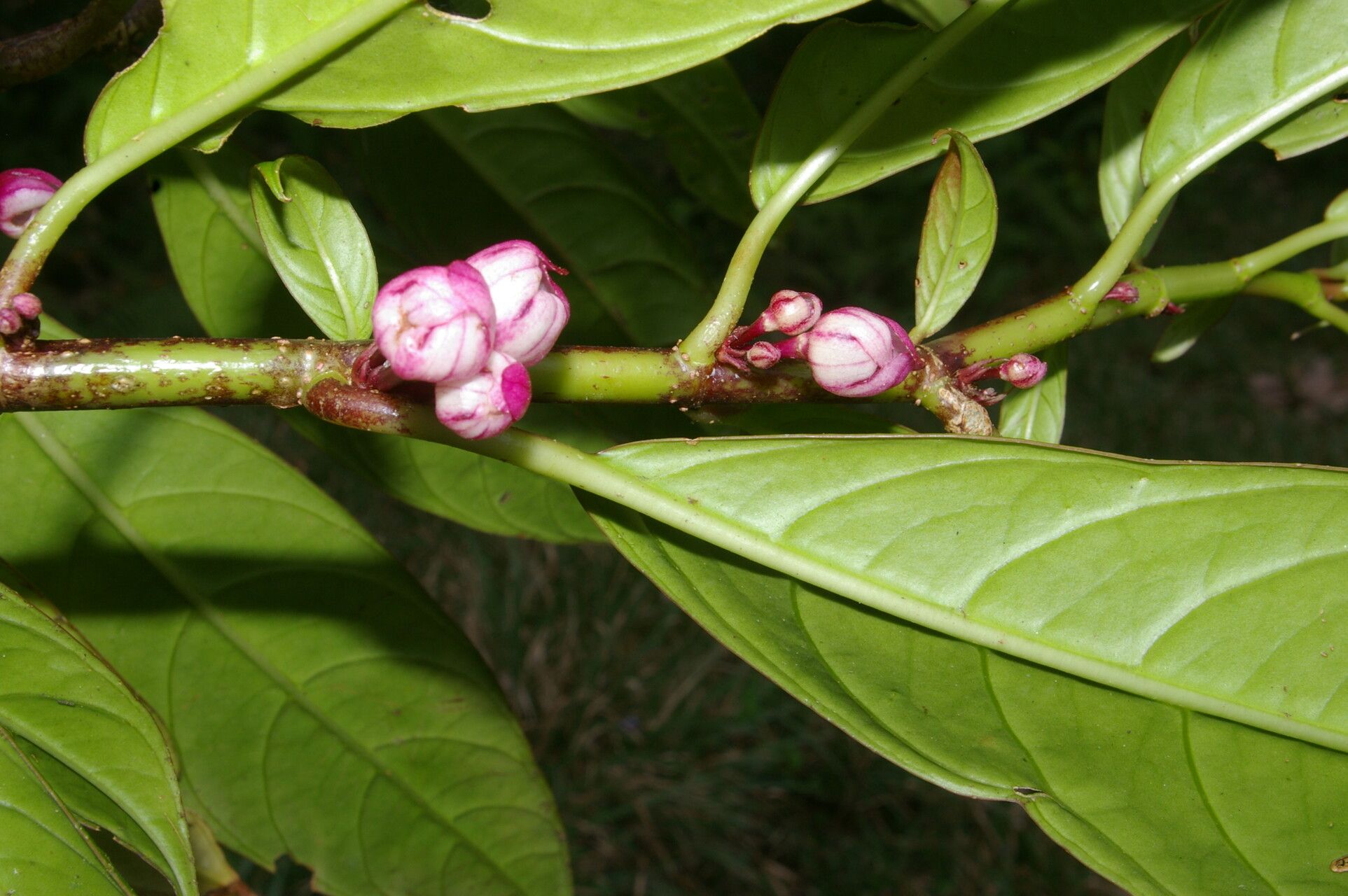 Drymonia stenophylla flower