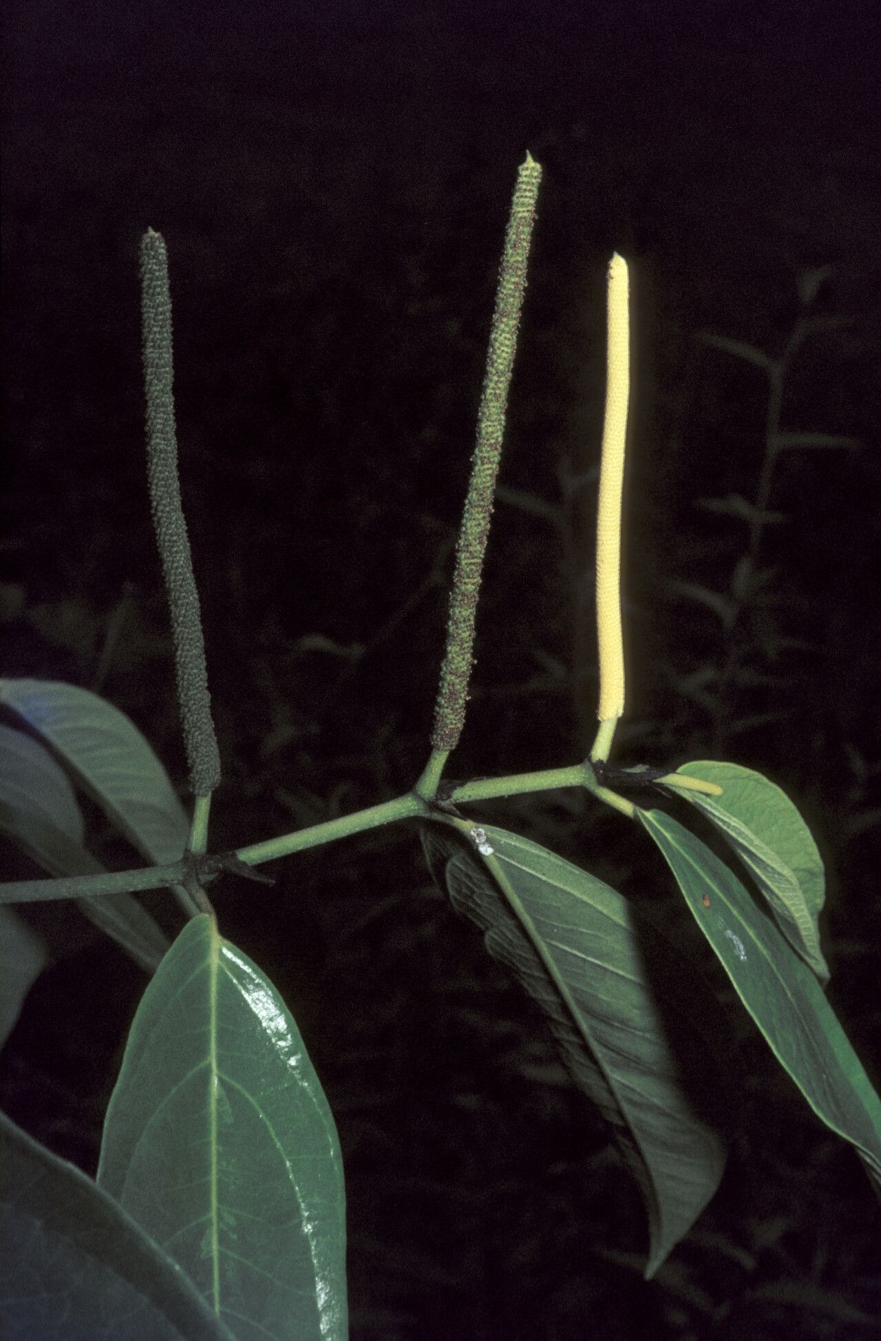 Piper hostmannianum flower