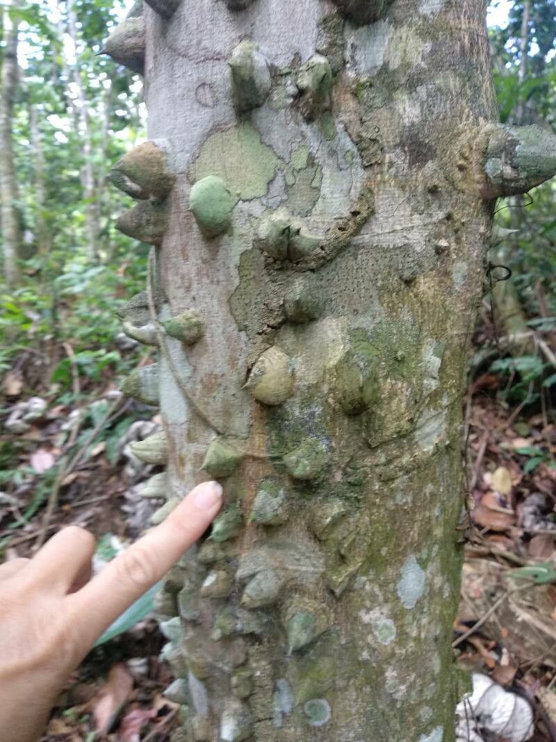 Zanthoxylum martinicense bark