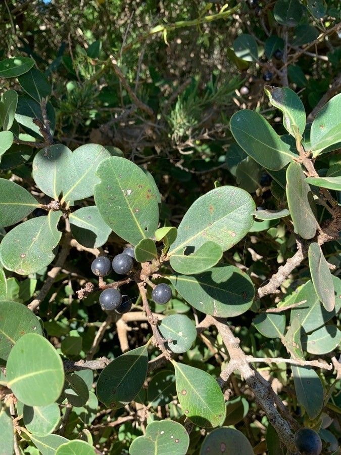 Sideroxylon inerme fruit