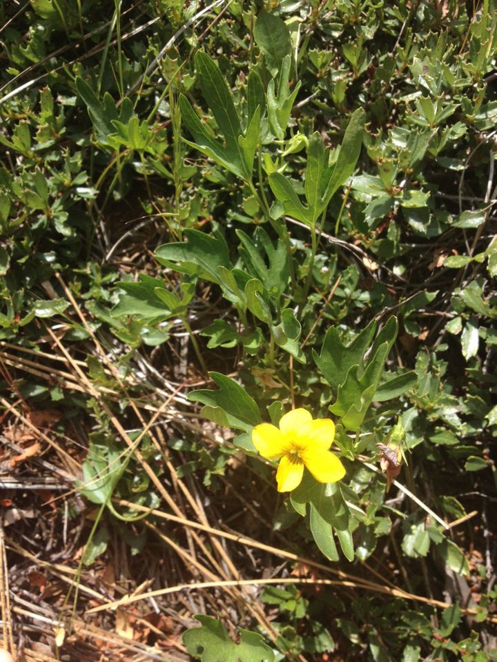 Viola lobata habit