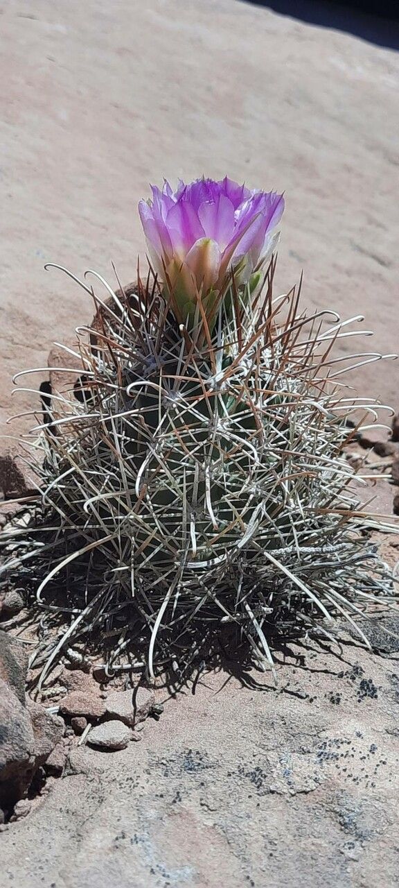 Sclerocactus parviflorus flower