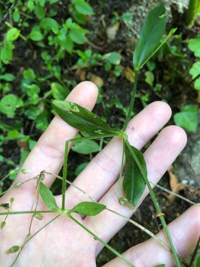 Cerastium sylvaticum leaf