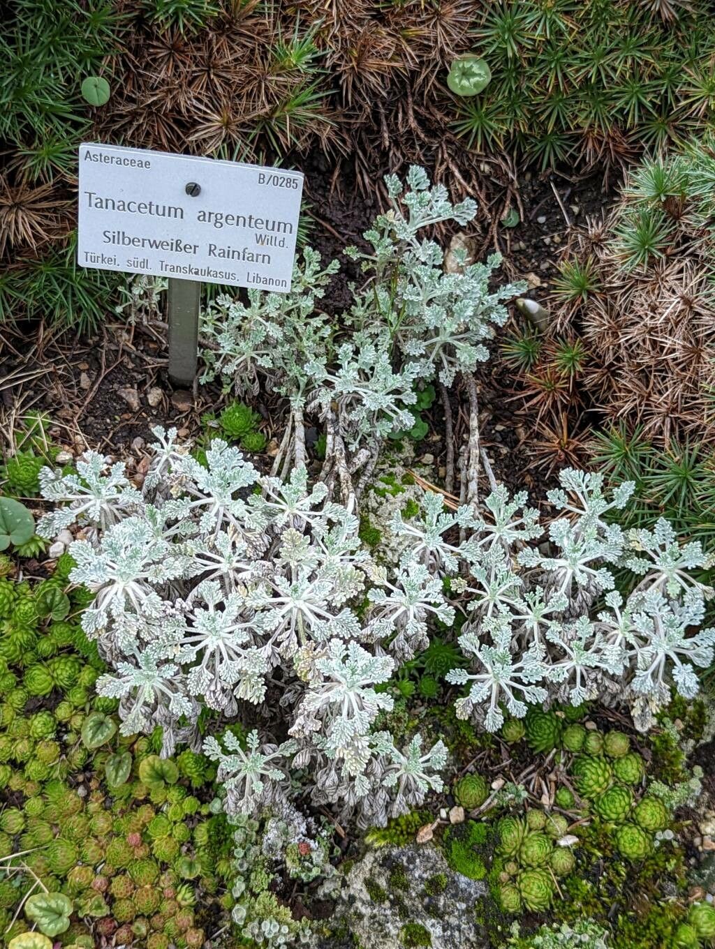 Tanacetum argenteum habit