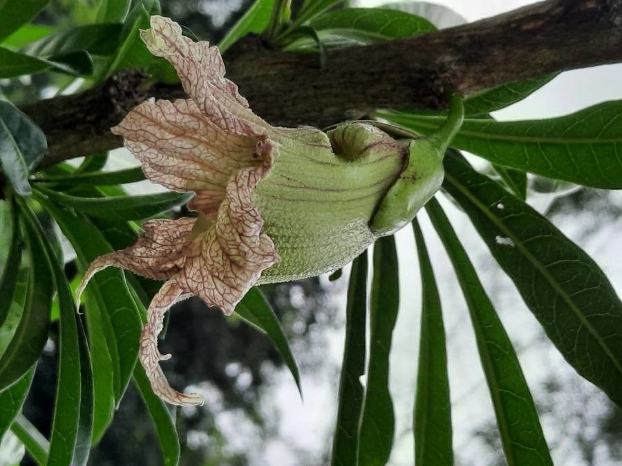 Crescentia cujete flower
