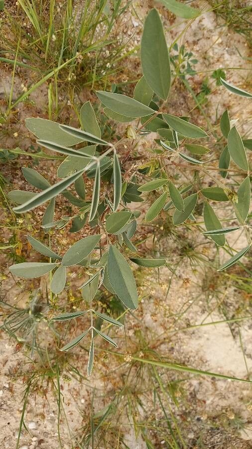 Tephrosia persica — search result for 'Tephrosia'