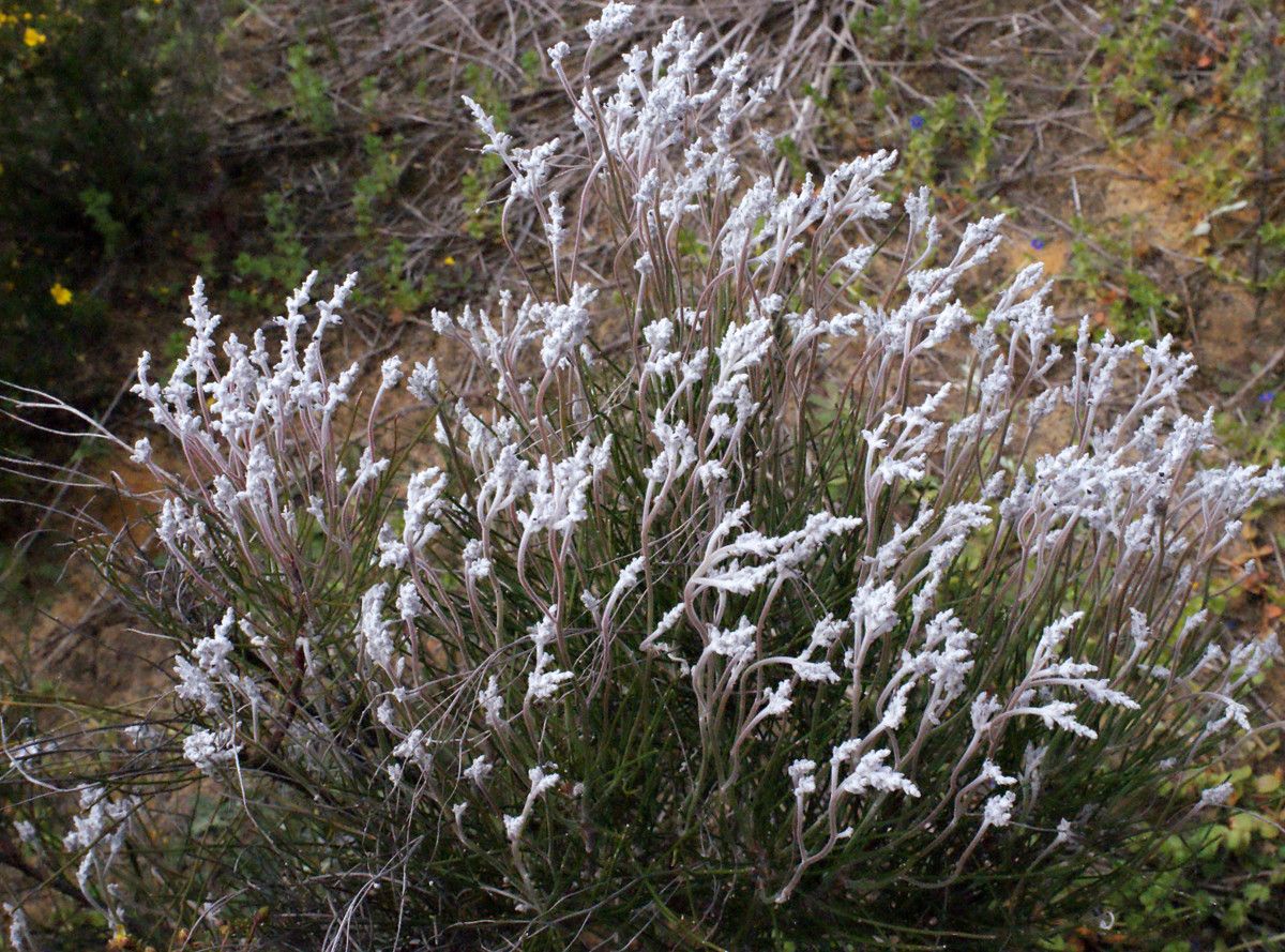 Conospermum stoechadis habit