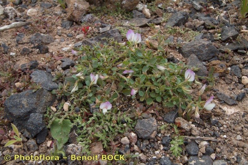 Ononis christii habit