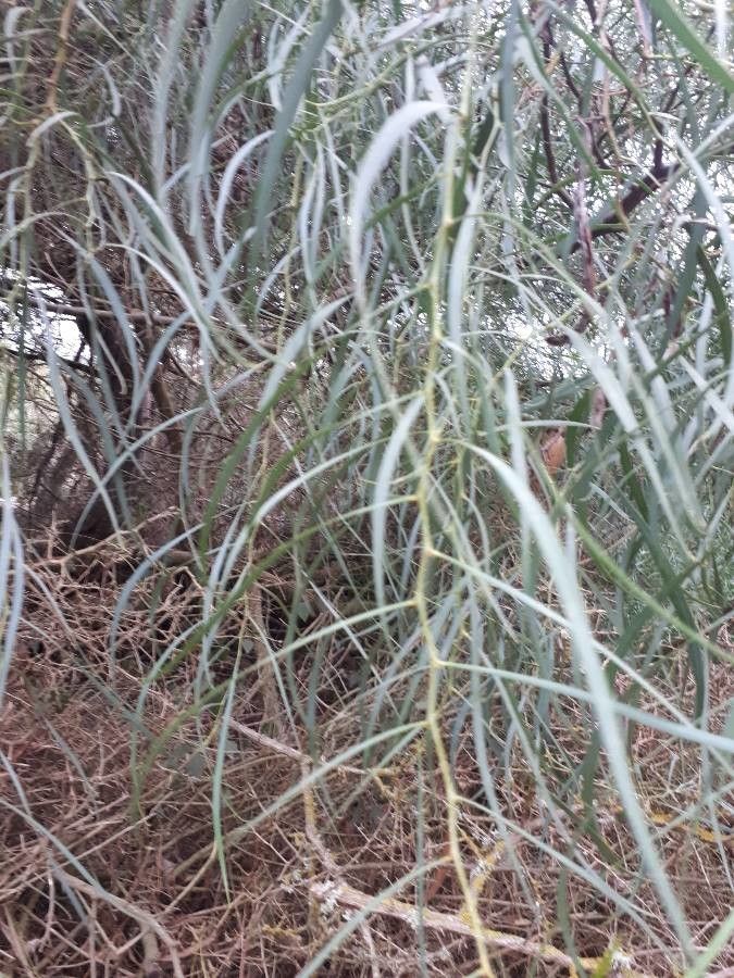 Acacia stenophylla leaf