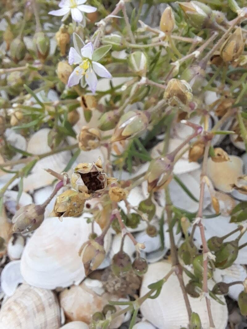 Spergularia marina fruit