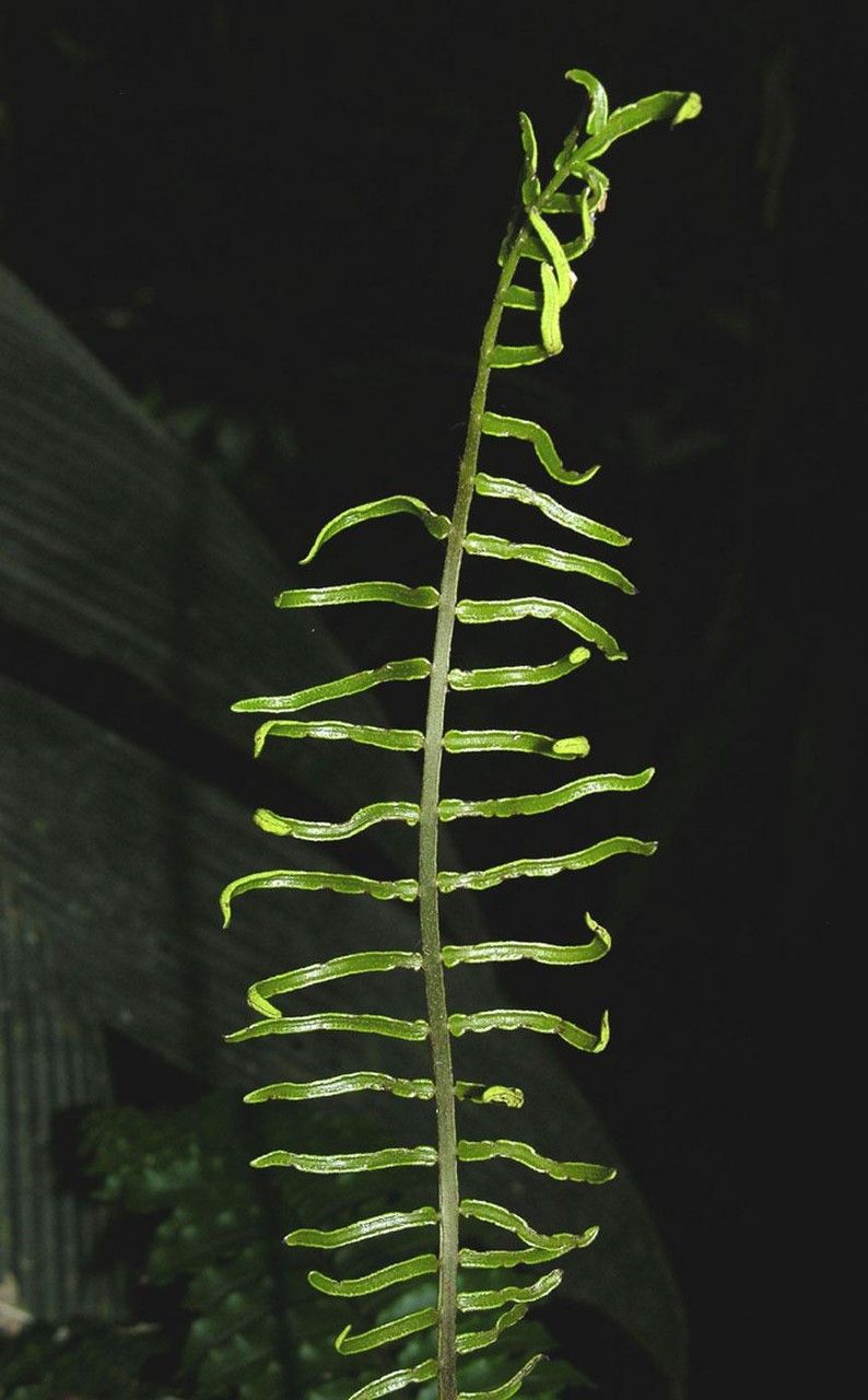 Lomariopsis vestita — houseplant care guide