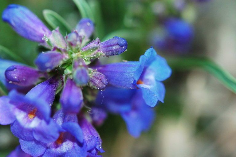 Penstemon uintahensis flower